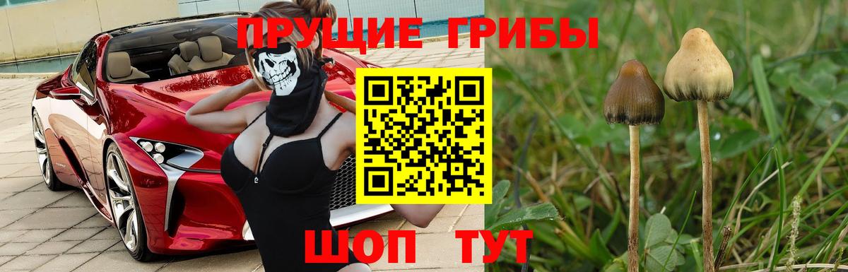 Галлюциногенные грибы Psilocybine cubensis Дмитров